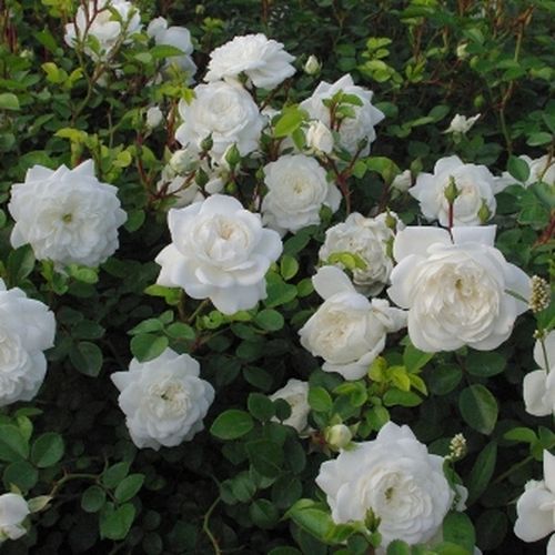Gärtnerei - Rosa Alba Meillandina® - weiß - bodendecker rosen  - duftlos - Marie-Louise (Louisette) Meilland - Hervorragend geeignet als Randdekoration und für Bedecken von größeren Gebieten mit mit schönen, netten, attraktiven Blumen.